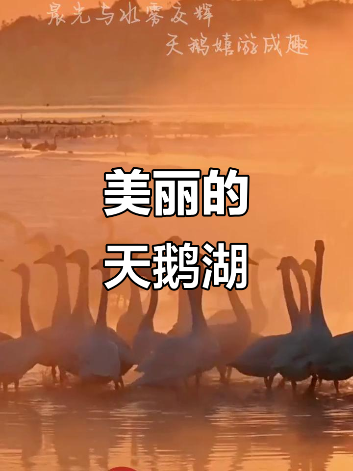 天鹅湖畔的美丽传说,你相信吗?