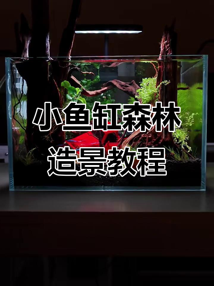 30厘米鱼缸打造森林景观，沉木与水草完美结合