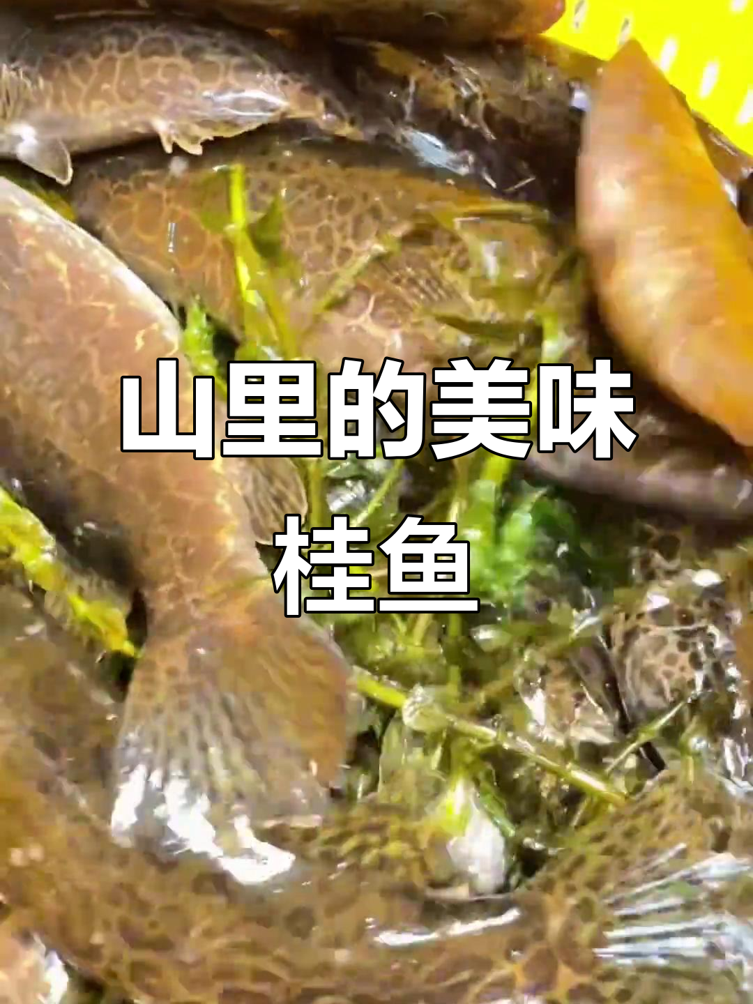 桂林山水中的桂鱼,农村人招待贵客的美味佳肴