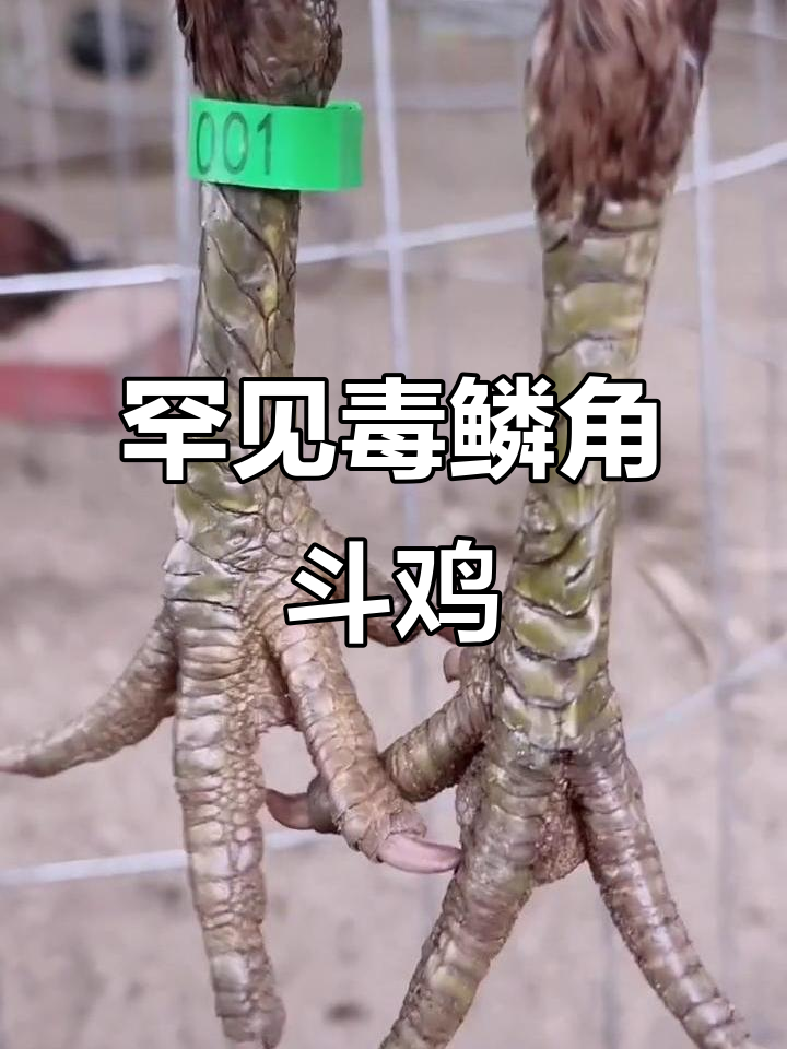 稀有斗鸡品种揭秘:毒鳞角与三联甲后鳞的强大象征