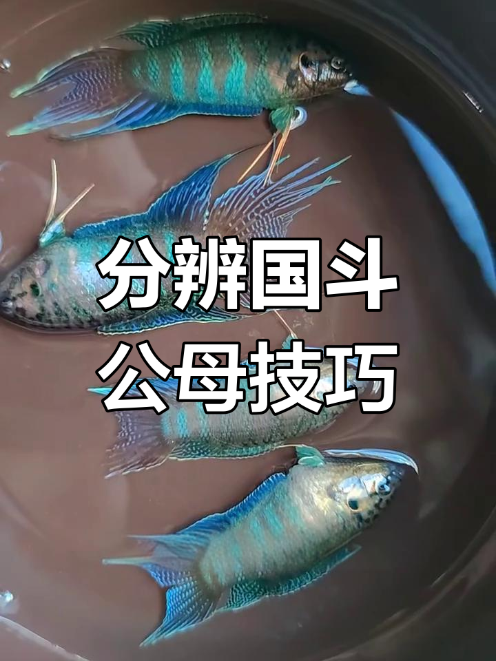 如何区分中国斗鱼公母?从尾巴到颜色一学就会