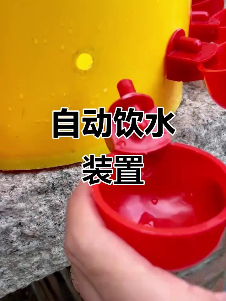 养鸡必备自动饮水器,省时又卫生