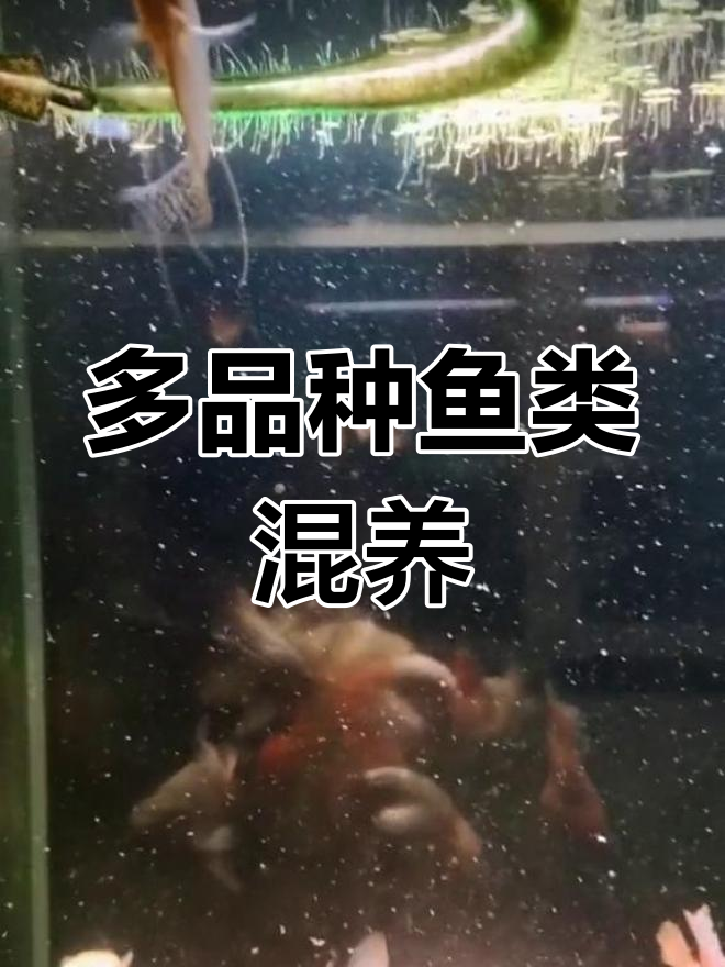 混养鱼种推荐:珍珠、曼龙等