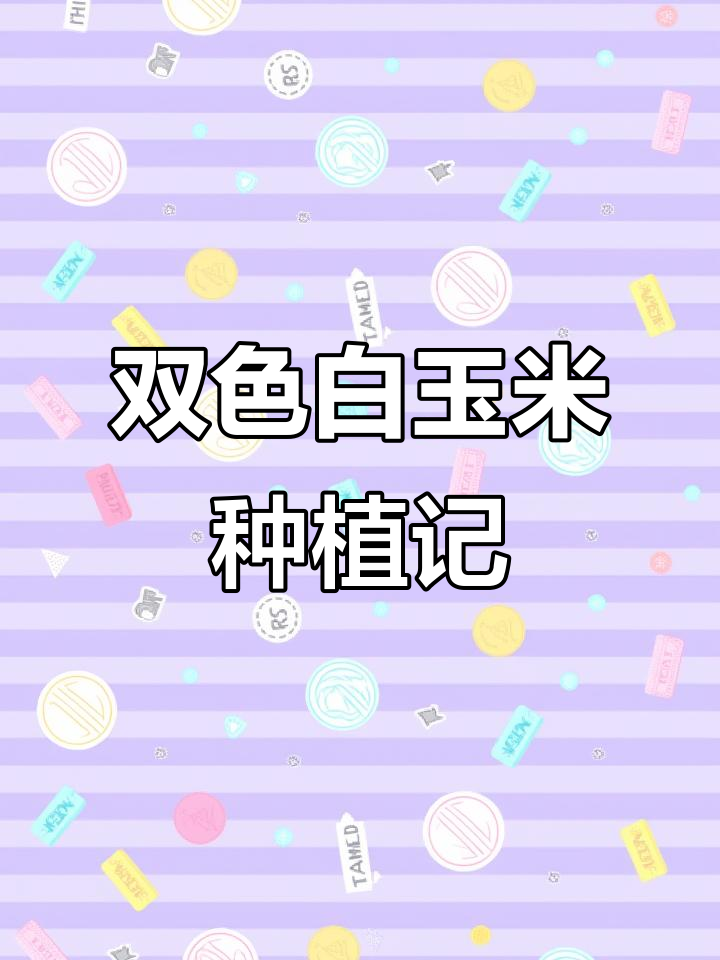 玉米种植全纪录：从催芽到下地，双色和白色品种最甜