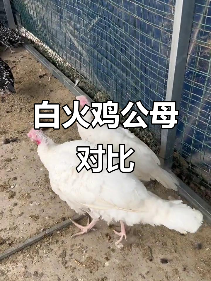 纯白火鸡公母大揭秘，看看这身羽毛有多美！