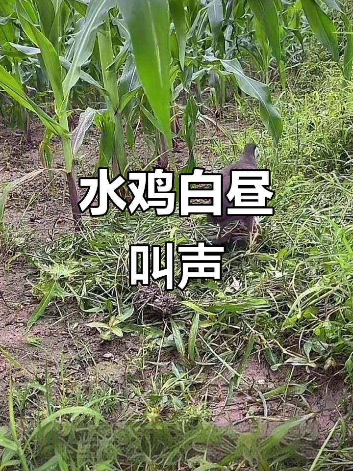 白面水鸡白天鸣叫,声音超真实!
