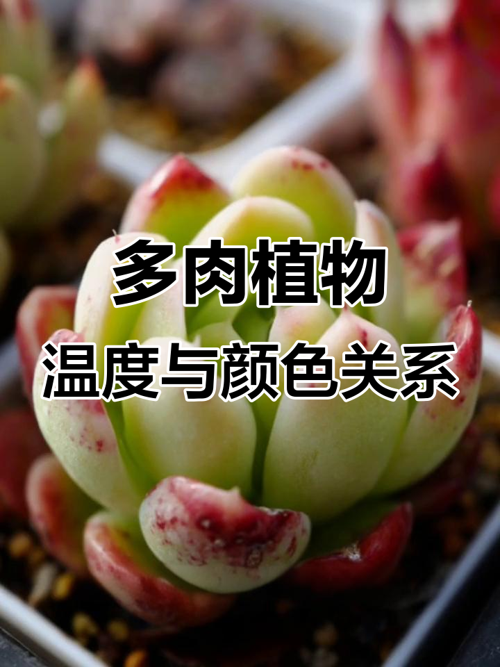 温差过大,多肉植物为何发白?低温才是上色关键