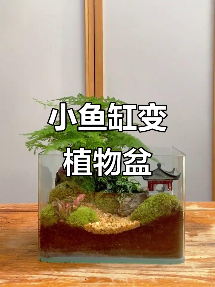 废弃小鱼缸变身绿植盆栽，简单又有趣