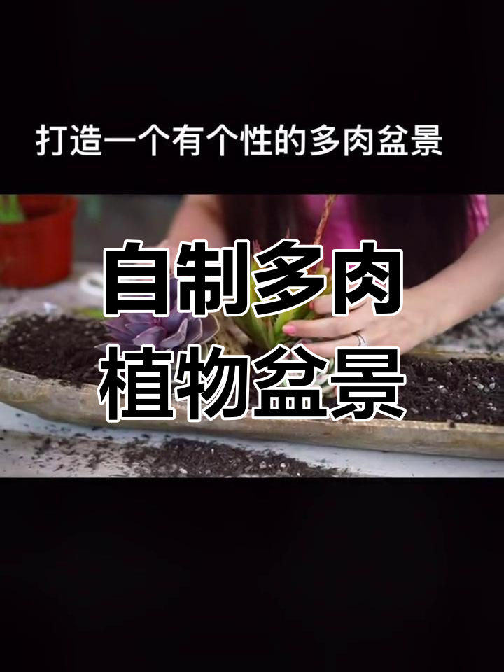 不花钱手工打造多肉植物盆景,轻松DIY你的迷你花园