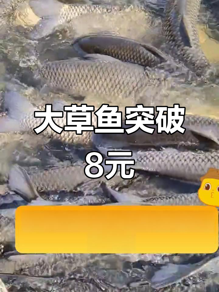 草鱼价格破八元,青鱼市场也火爆