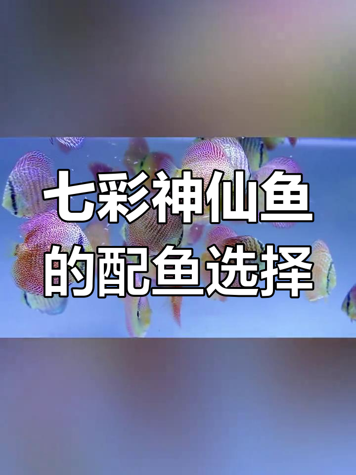 七彩神仙鱼混养指南,这些观赏鱼最适合搭配