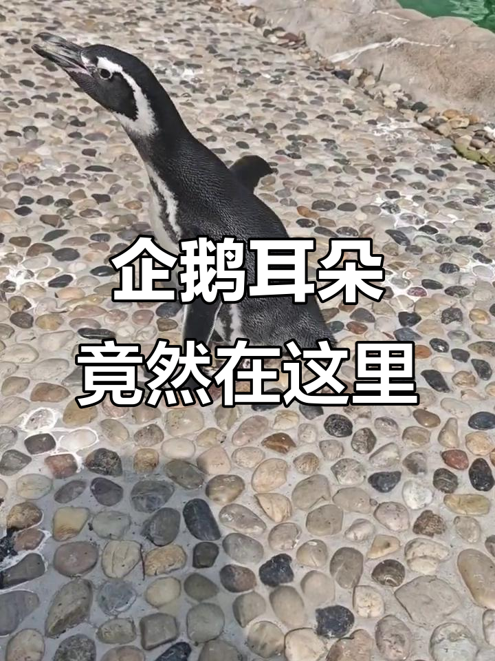 春天来了,耳朵藏起来了?原来企鹅的耳道这么特别!