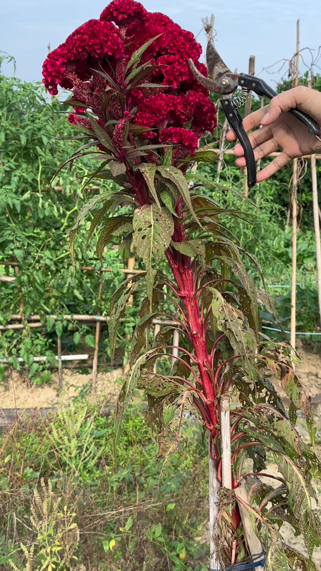 鸡冠花又叫老来红,它的种子也是个好东西