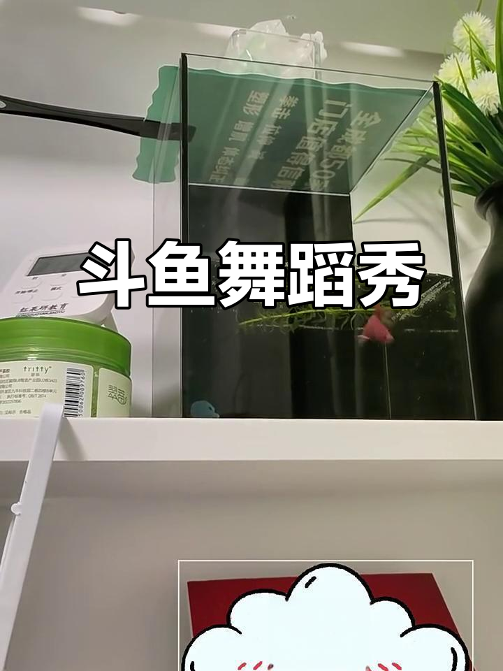 斗鱼跳舞大赏,精彩瞬间不容错过