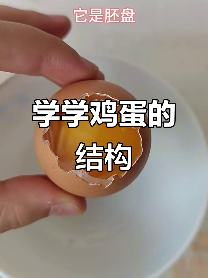 揭秘鸡蛋内部结构，原来是这样！