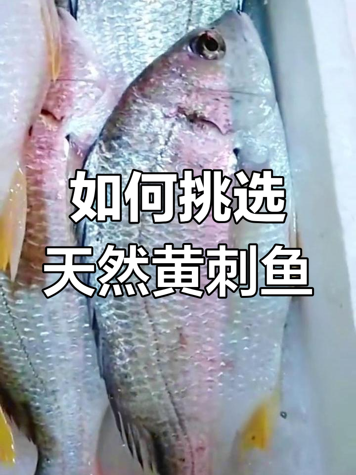 野生黄刺鱼与养殖的区别
