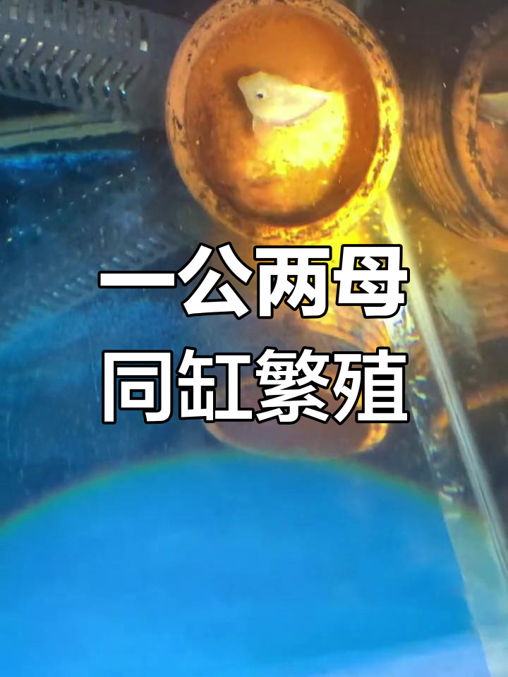 迷你鹦鹉鱼一公两母同时繁殖,和谐共处