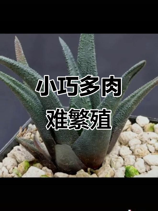 硬叶瓦苇索帝达:越养越小,却能逆袭的多肉植物