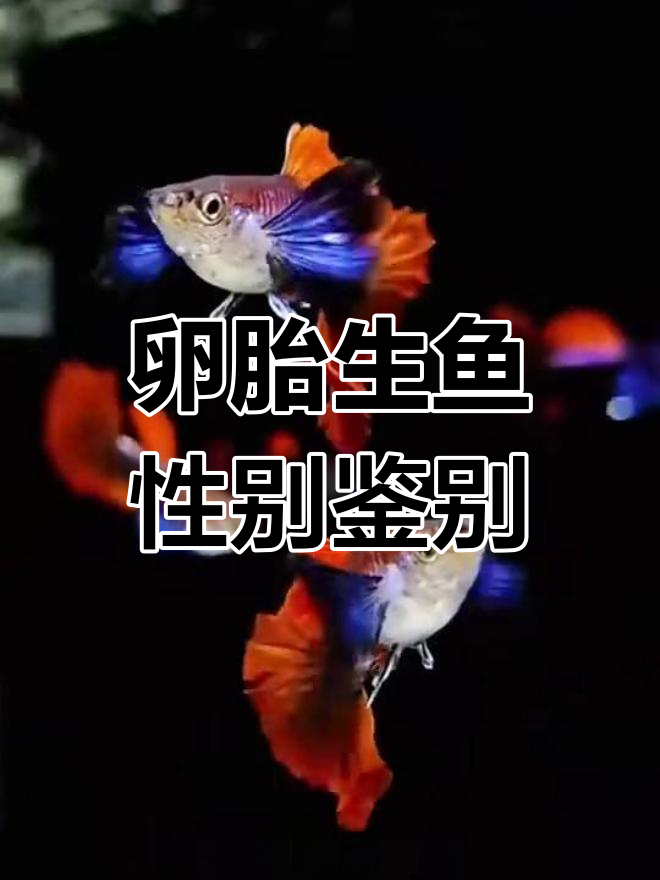 卵胎生观赏鱼性别特征解析:如何区分公母