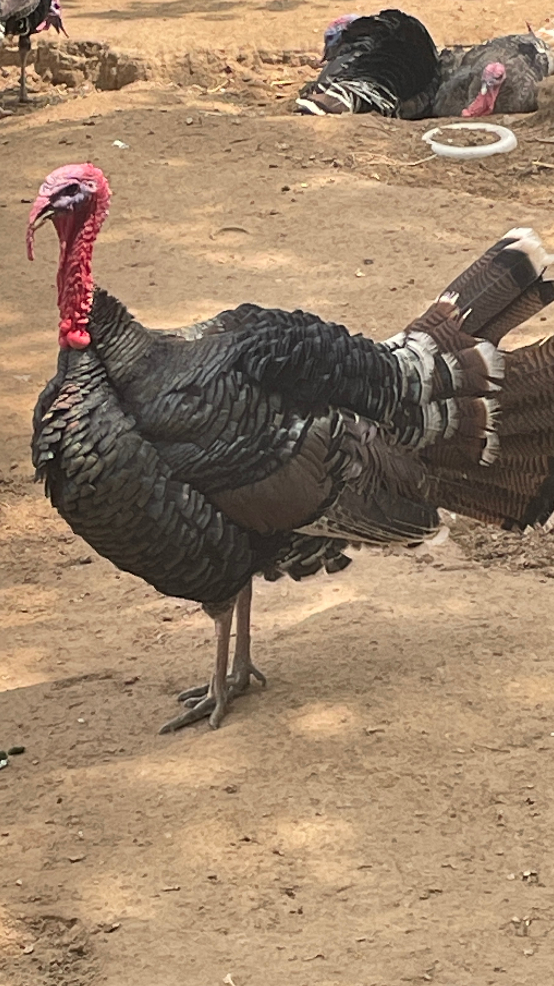 尼古拉火鸡 青铜火鸡养殖