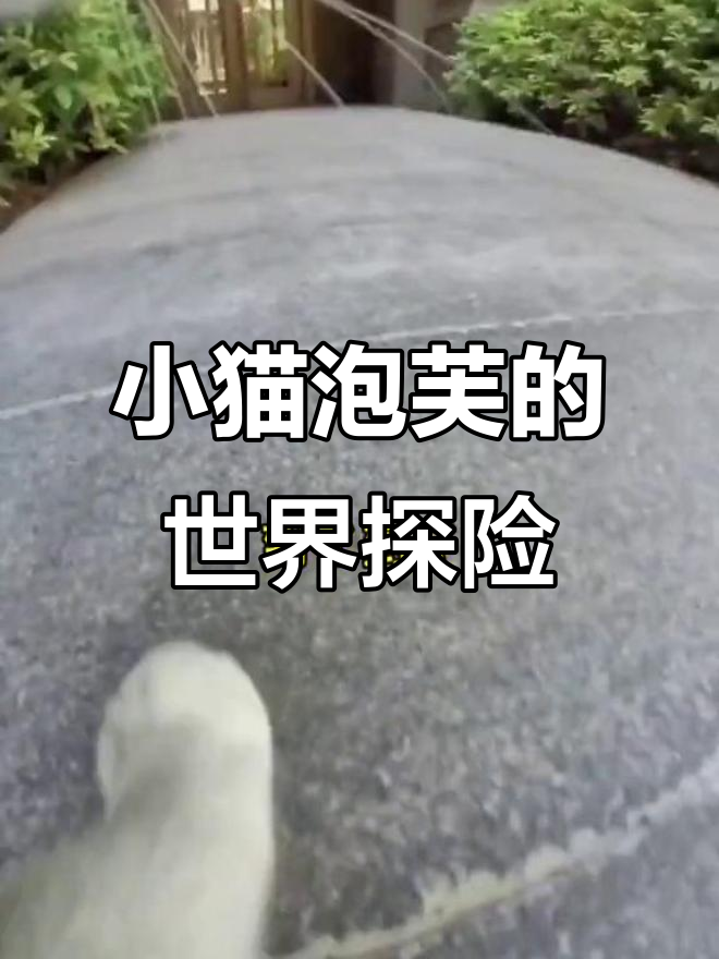 泡芙眼中的世界,小猫咪的成长与冒险