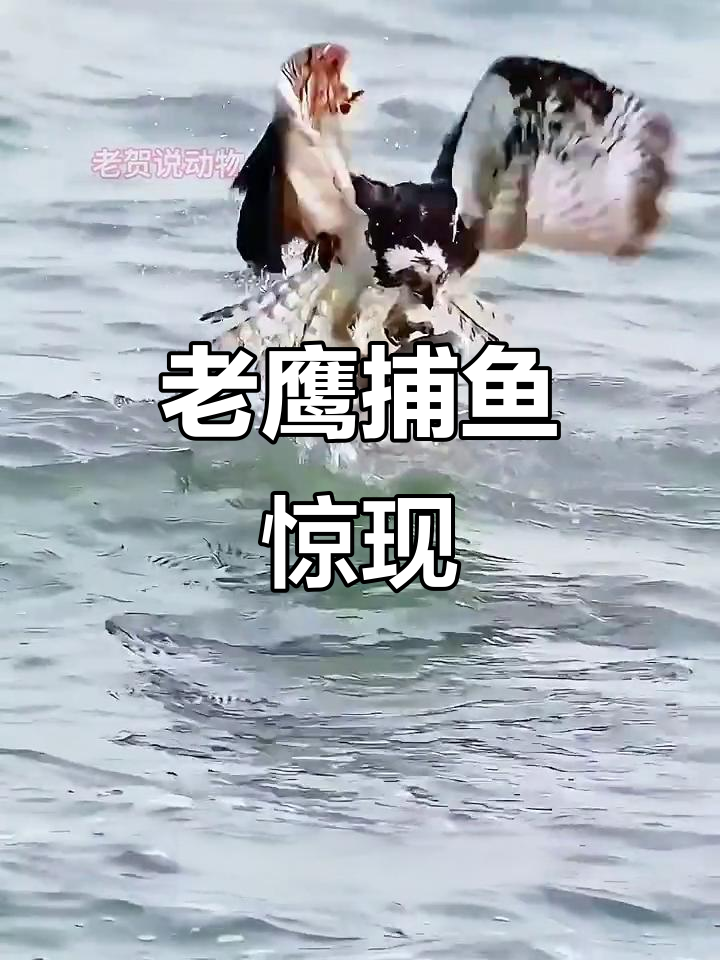 老鹰高速俯冲,瞬间扎入水中捕捉猎物