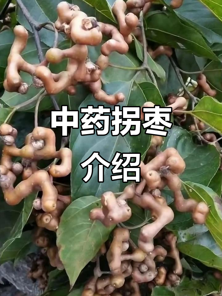 每天认识一味中药:拐枣的独特功效与作用