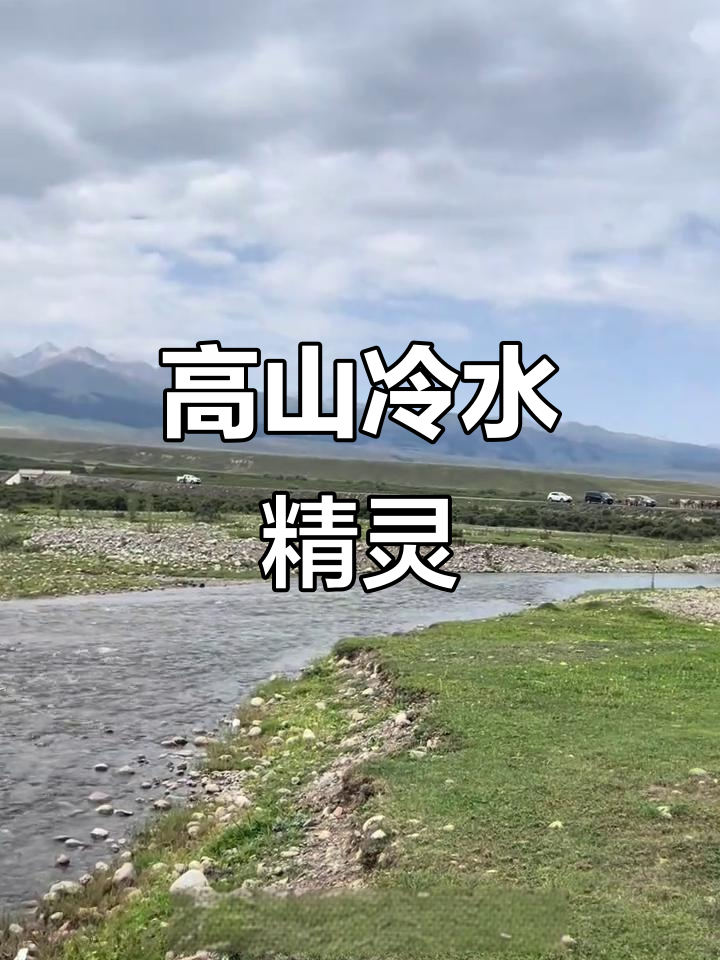 新疆白条鱼:高山冷水精灵,区级保护性鱼类