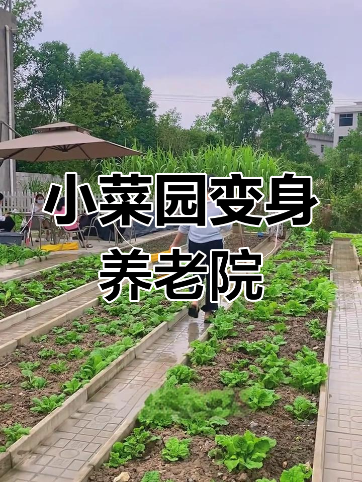 卖掉城市房子,回归田园生活:菜园改造记