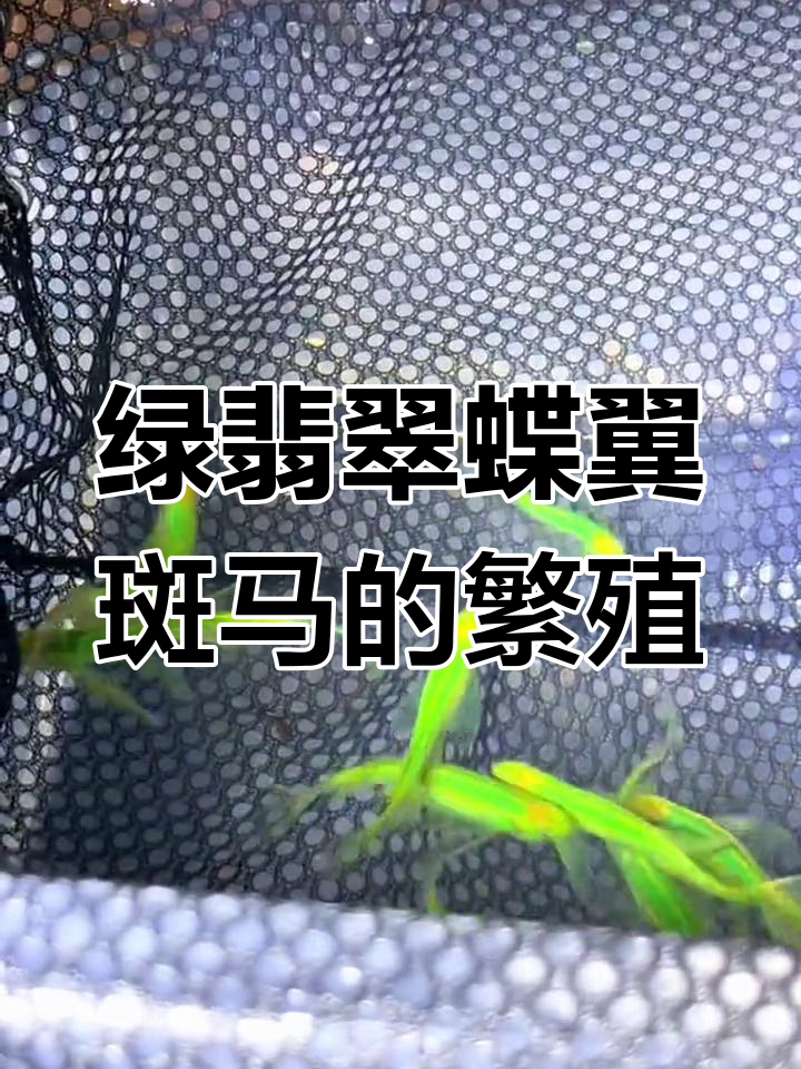 蝶翼斑马鱼繁殖技巧全解析