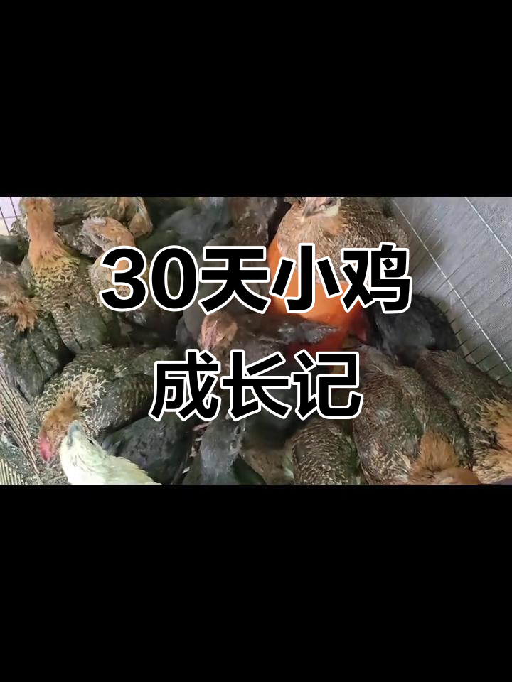 小鸡宝宝一个月,变化真大!