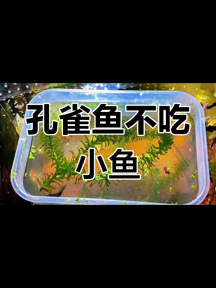 孔雀鱼母鱼会吃小鱼苗吗?全程观察揭秘