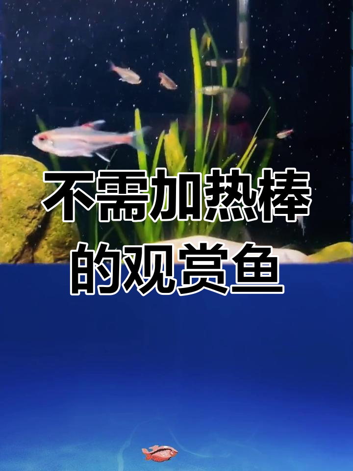 八种耐寒观赏鱼,无需加热棒也能养得很好