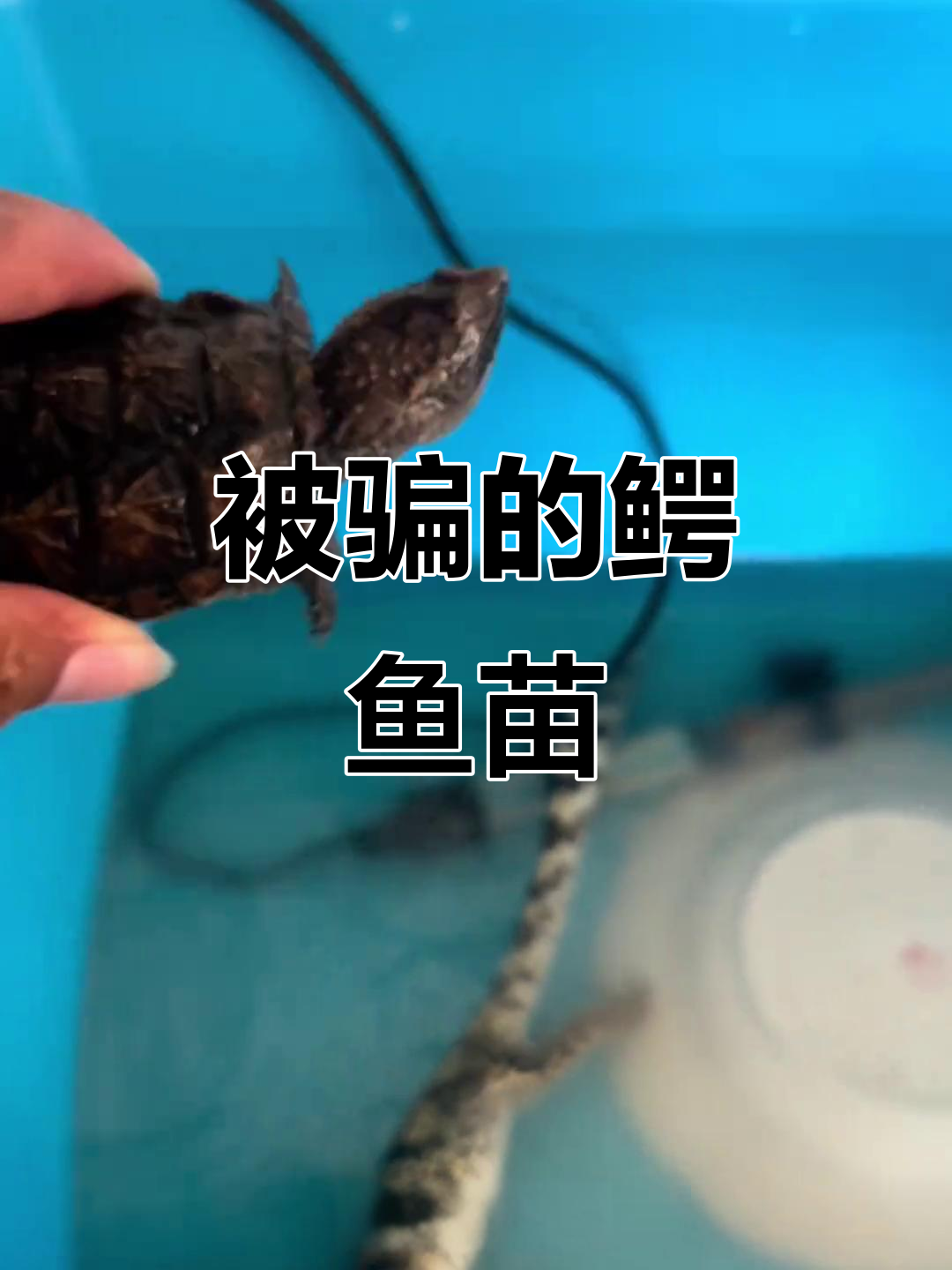 网购鳄鱼苗被骗,白内障问题让人崩溃