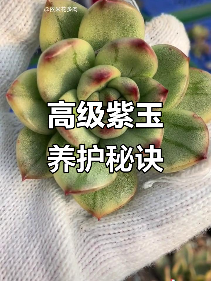 紫玉多肉植物,秋季砍侧牙上盆技巧大揭秘