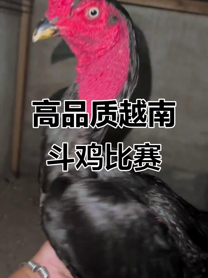 越南斗鸡大赛激烈开打,质量上乘的选手们来挑战极限