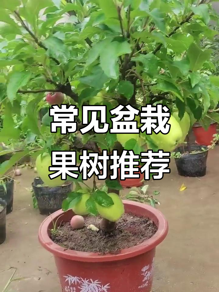 各种盆栽果树推荐,红蛇果、鸡心果等美丽庭院选择