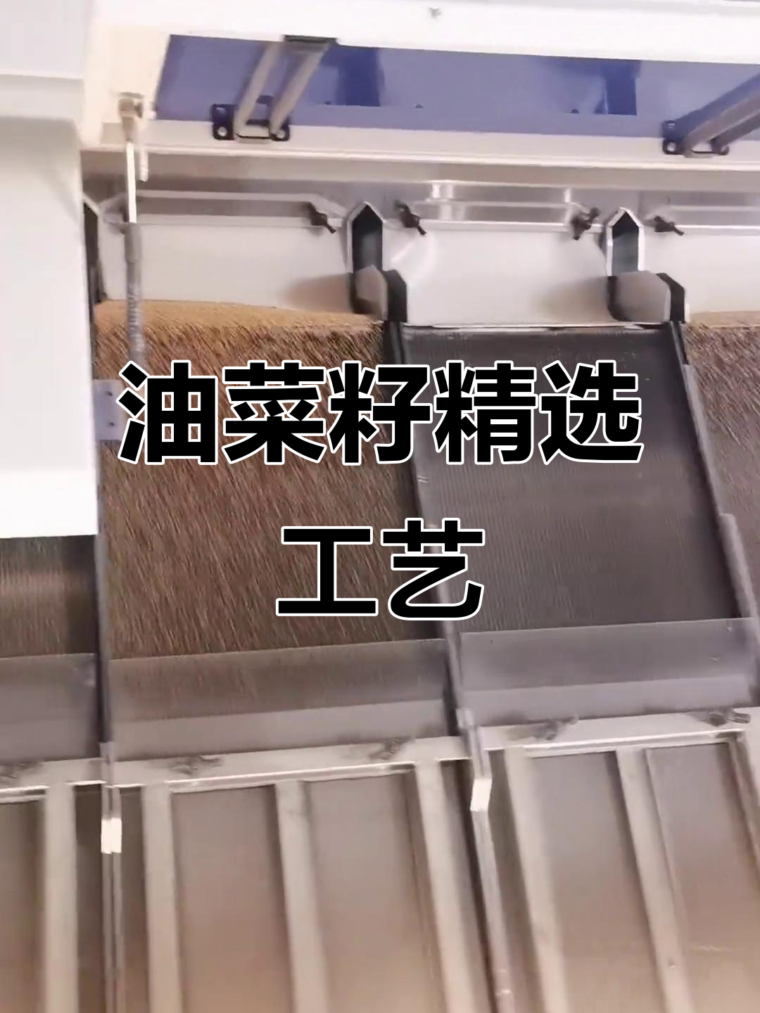 黄油菜籽筛选全过程,金黄无杂质