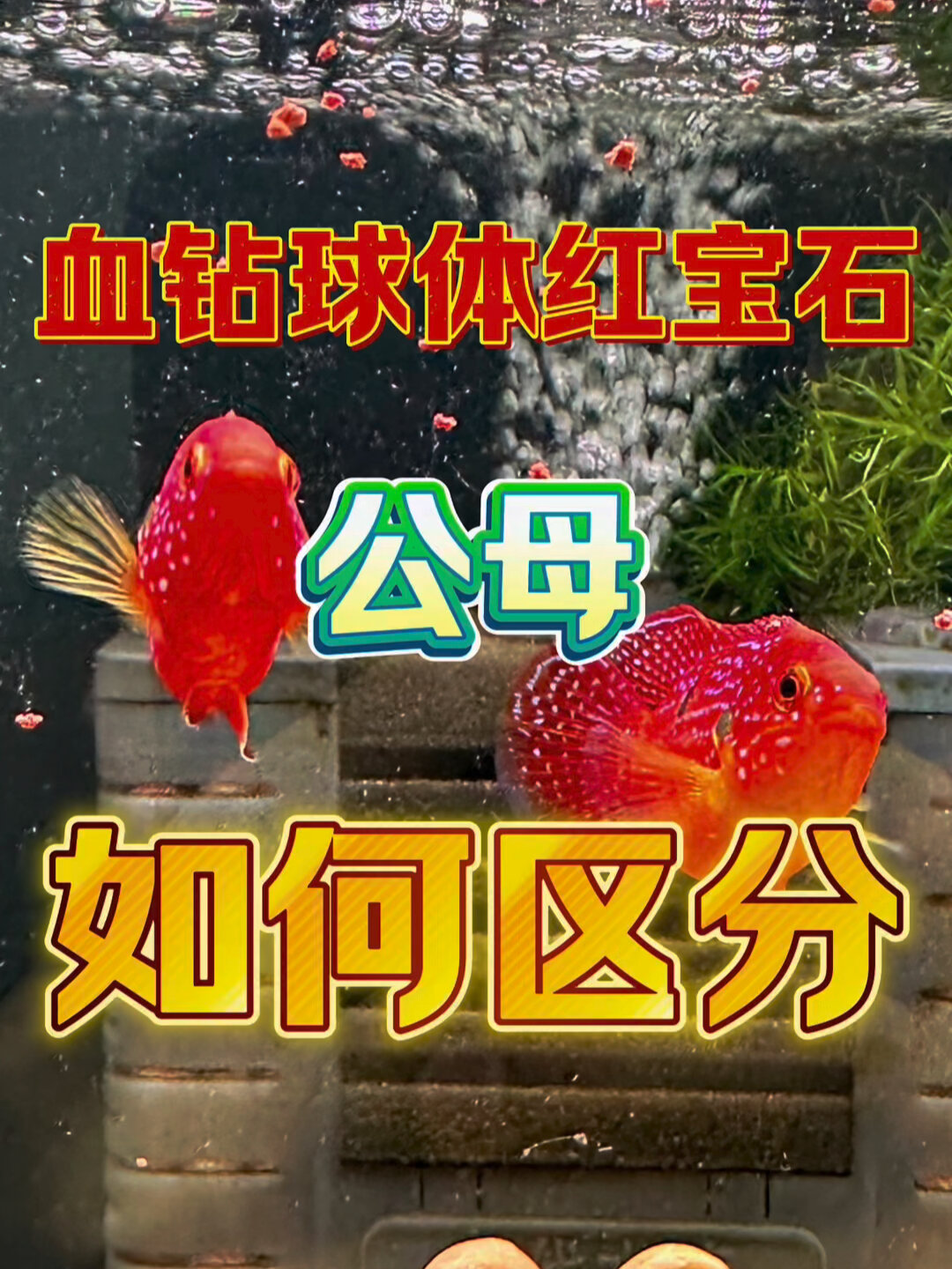 血钻球体红宝石鱼公母区分方法