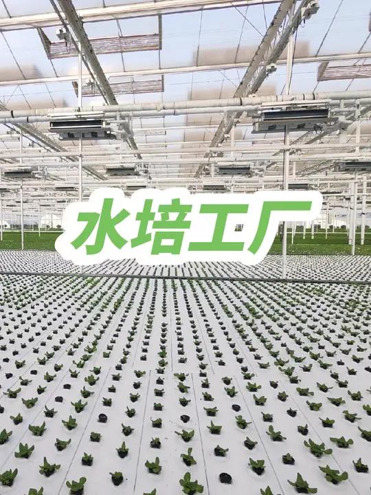智能温室大棚水培蔬菜工厂 智能温室 水培蔬菜 蔬菜工厂