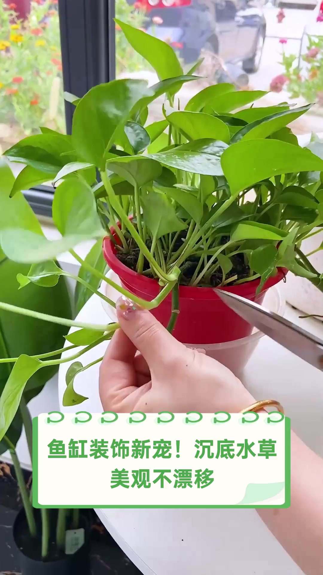 鱼缸装饰新宠!沉底水草,美观不漂移