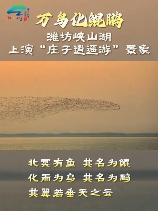 万鸟化鲲鹏!潍坊峡山湖上演庄子“逍遥游”景象~峡山湖风筝故乡山海潍坊龙象之城山海潍坊更好潍
