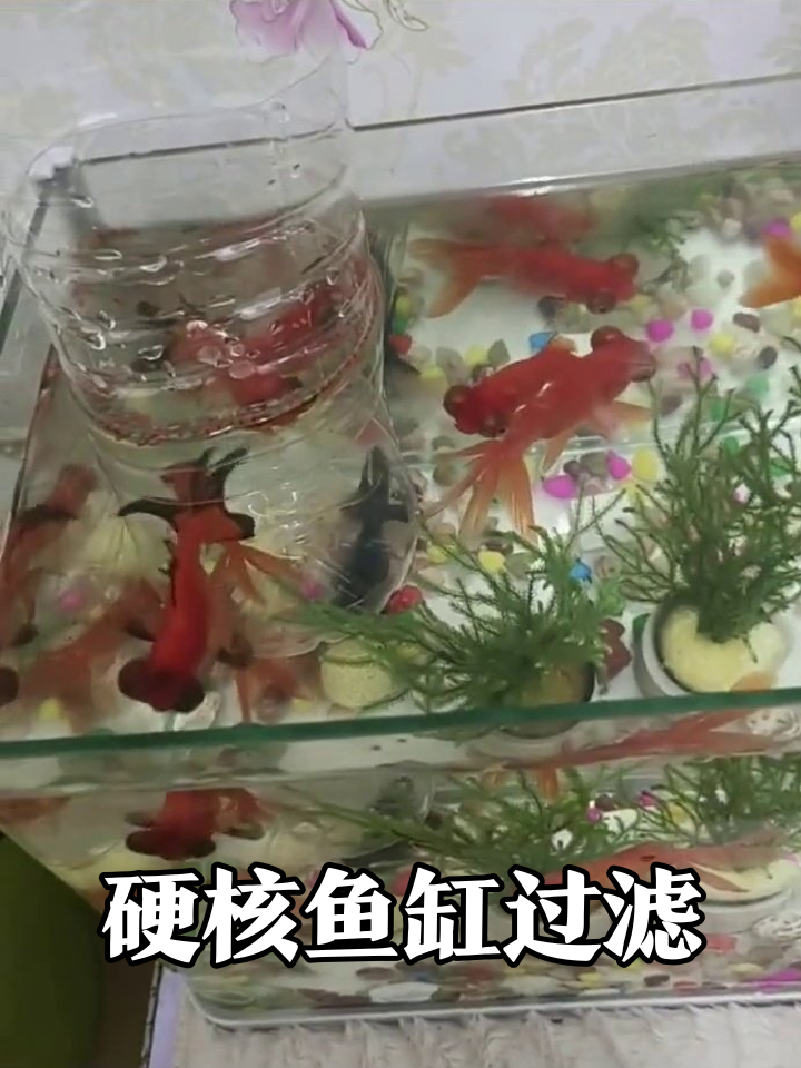 网友DIY鱼缸过滤:PVC管配海绵,朴素却实用