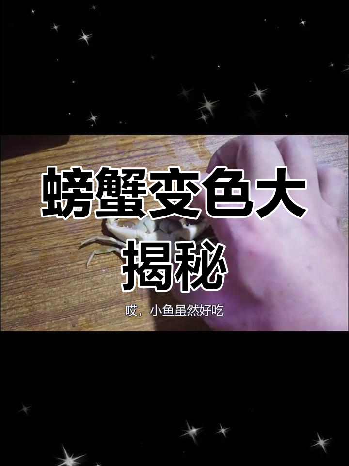 螃蟹伪装成石头,小米琪误伤大白条!