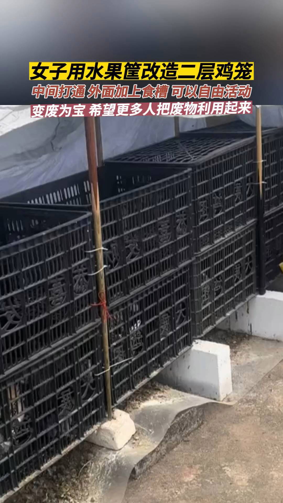 水果筐巧变二层鸡笼 自制鸡笼 变费为宝