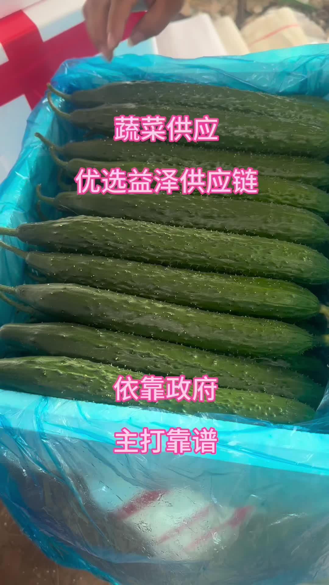 我们常年供应黄瓜,款项直接入政府账号,我们依托政府主打靠谱。这就像那句话说的,“信任如同阳