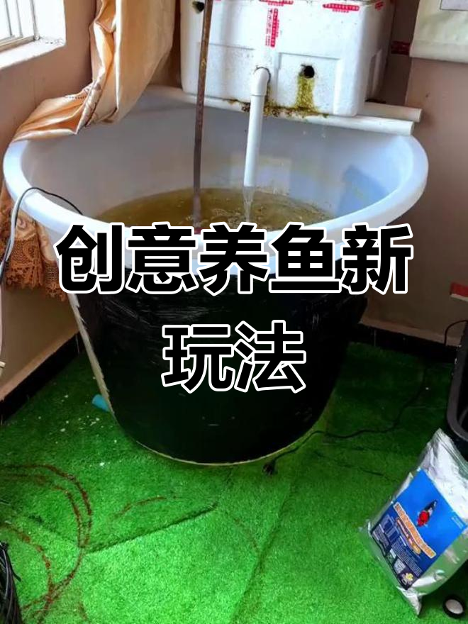另类养鱼法:大塑料桶+泡沫箱,锦鲤也能这么玩!