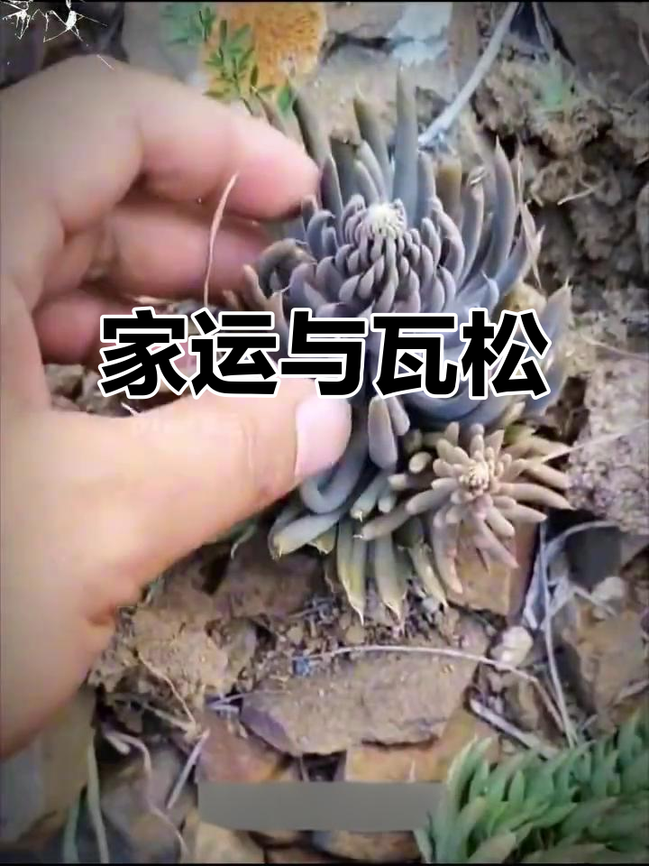 瓦松象征衰败,恶犬预示家道中落