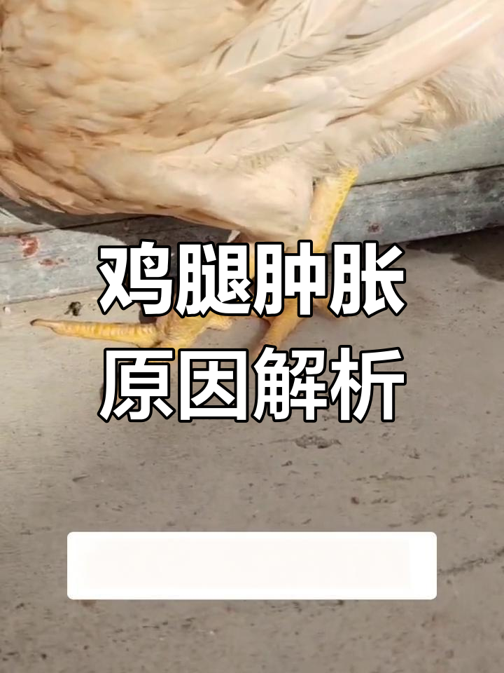 鸡腿肿的原因分析:华囊支原体与病毒性关节炎