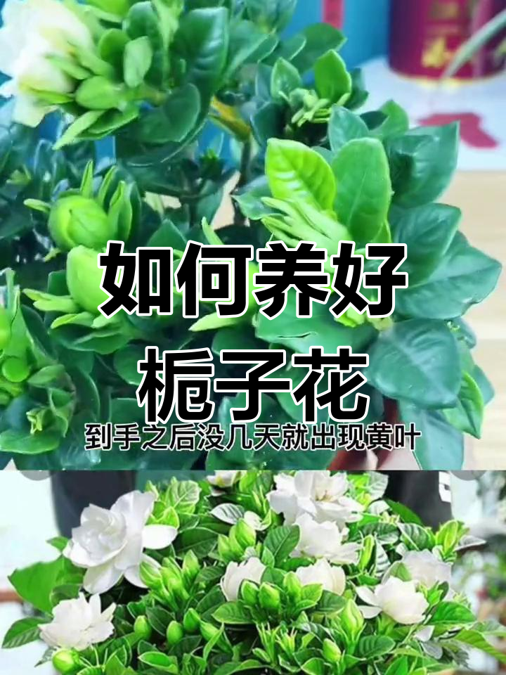 栀子花盆栽养护全攻略:从换盆到四季开花